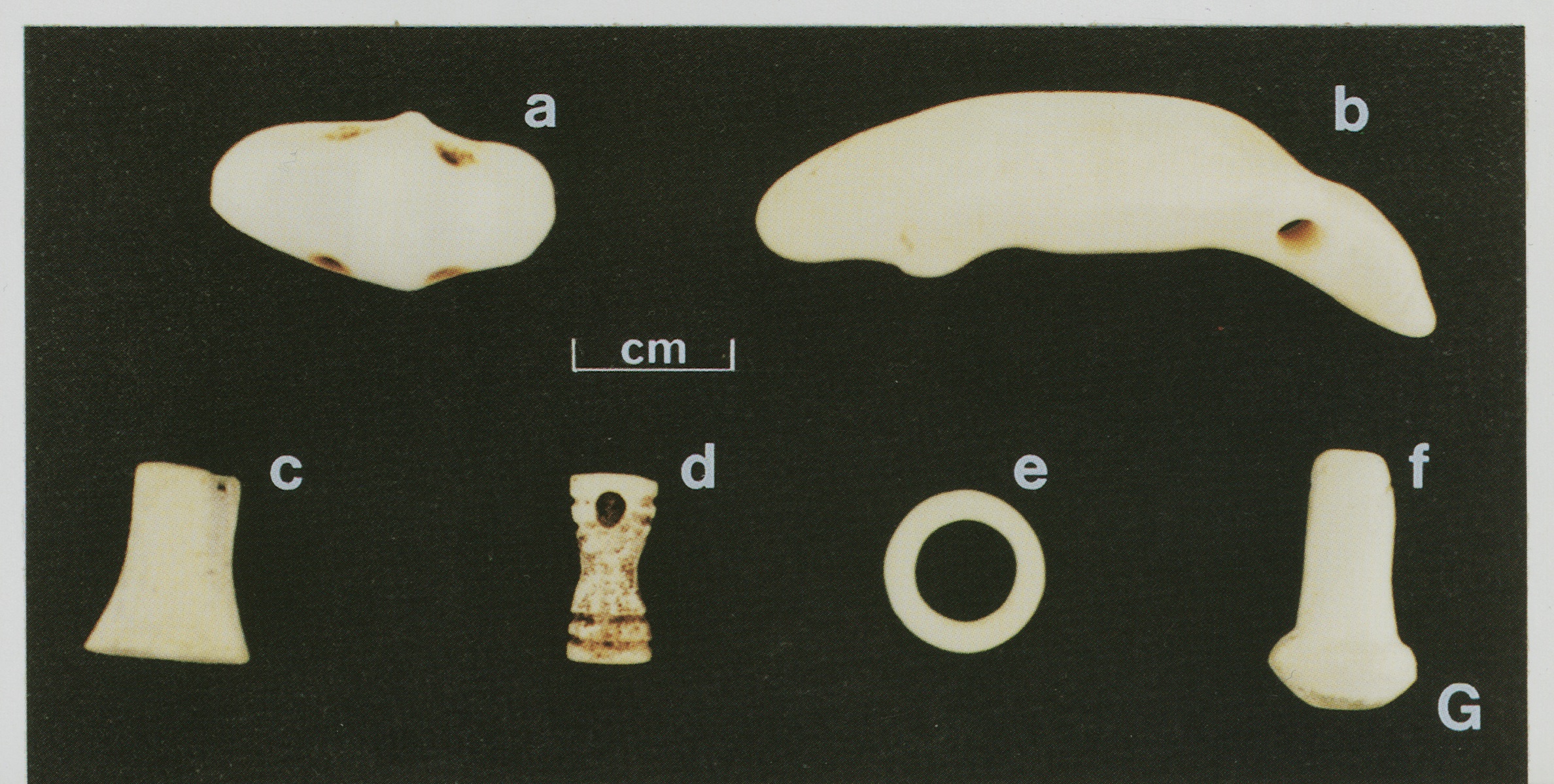 Plate VG Curafao and Bonaire: Prehistoric shell beads (a, b, d, e) and earplugs (c, f) surface-collected at the De Savaan site, Cura~ao (photo by J. Haviser).