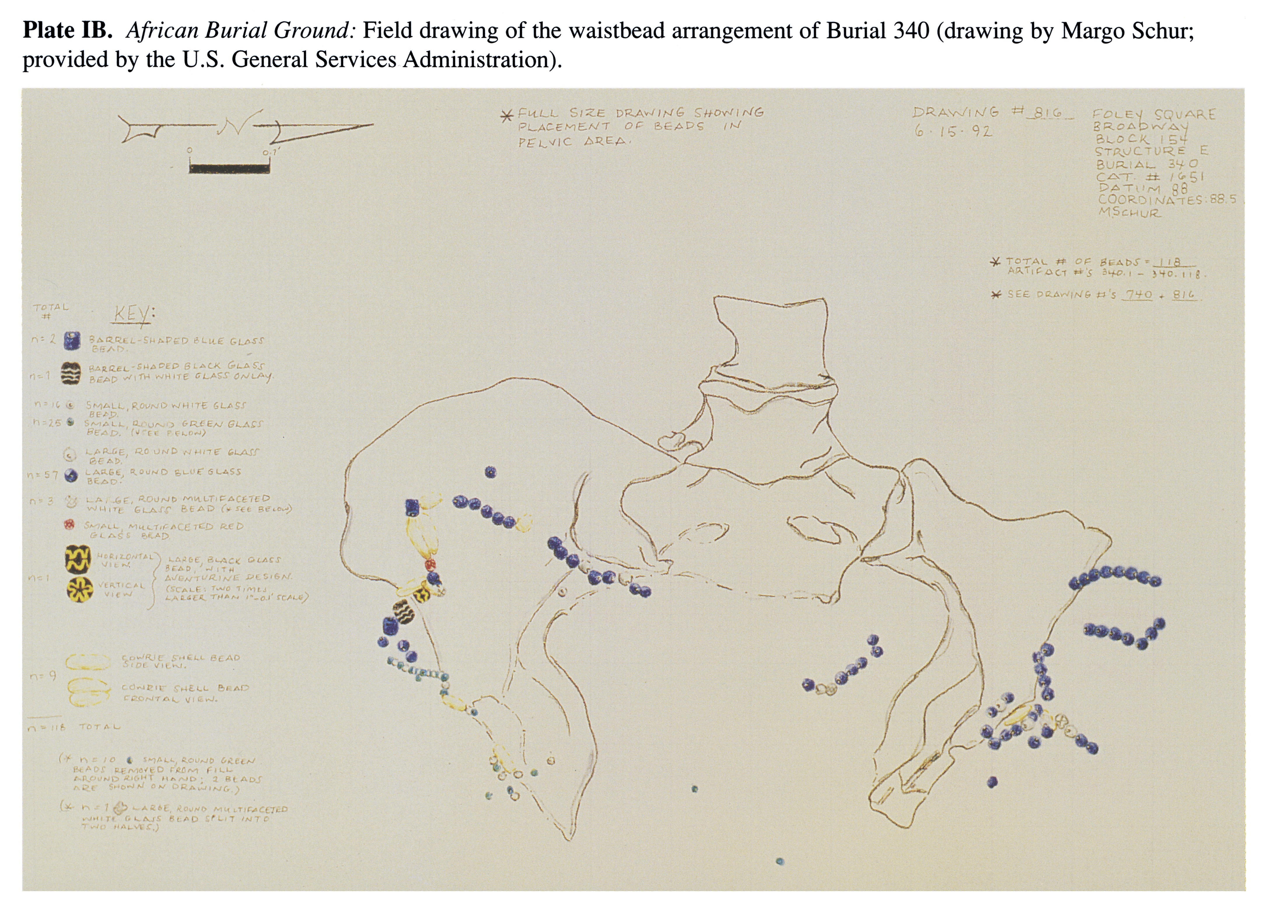 Plate IB African Burial Ground: Field drawing of the waistbead arrangement of Burial 340 (drawing by Margo Schur; provided by the U.S. General Services Administration).